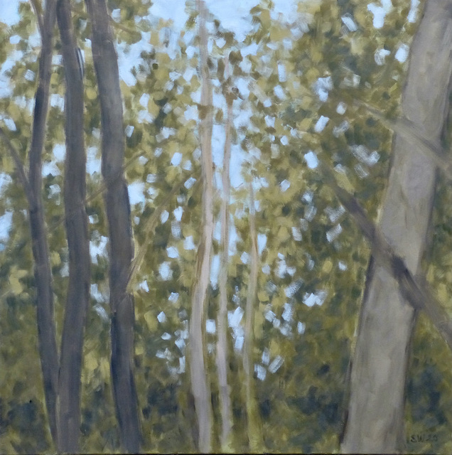 more-forest-edge